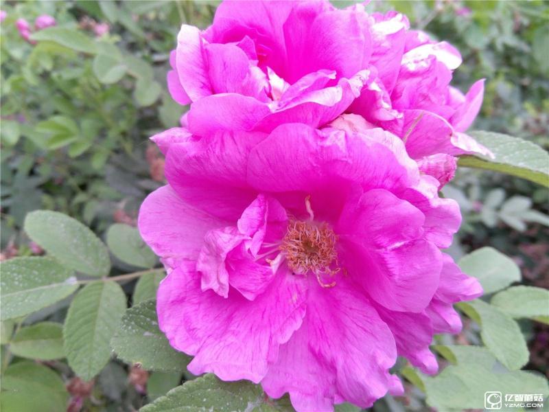 流暢不卡頓才是真的好 聯(lián)想ZUK Z2評(píng)測