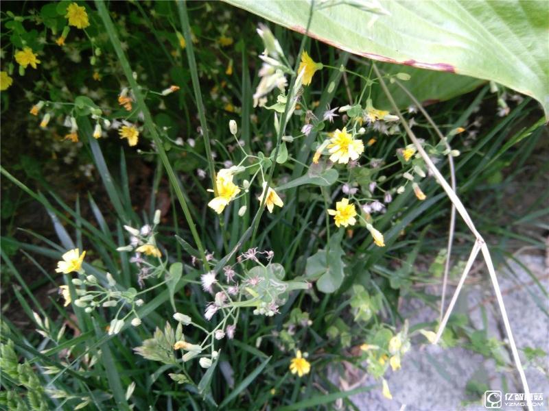 流暢不卡頓才是真的好 聯(lián)想ZUK Z2評(píng)測