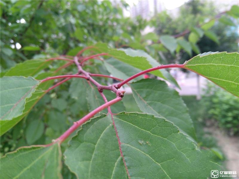 流暢不卡頓才是真的好 聯(lián)想ZUK Z2評(píng)測