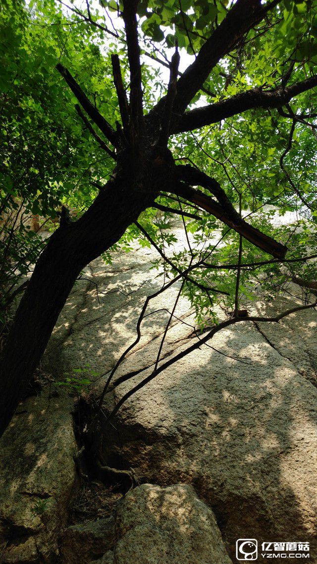 2000萬像素體驗 中興天機7拍照專項評測