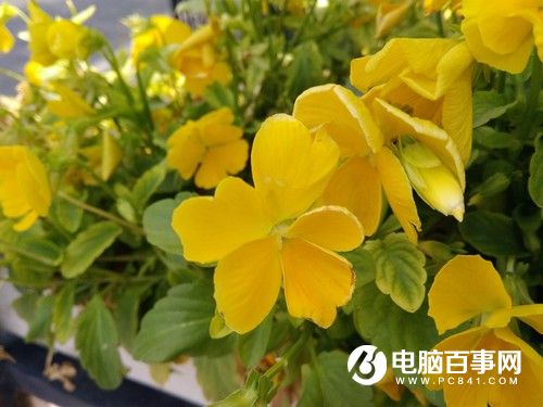 榮耀暢玩5A怎么樣 榮耀暢玩5A評測