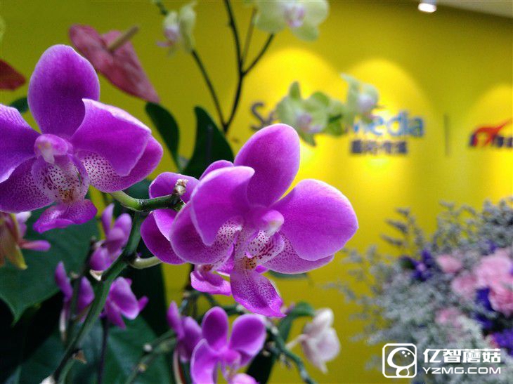 入門機(jī)型新選擇 榮耀暢玩5A上手體驗(yàn)