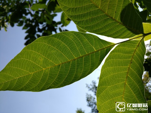 驍龍820/6GB RAM新旗艦 一加手機3評測