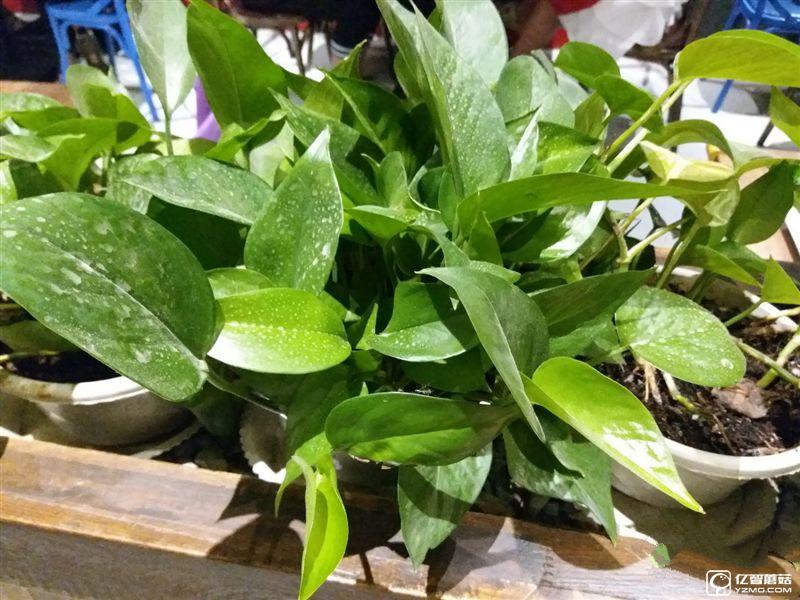 2199元真誠中國特供!三星Galaxy C5深度評測