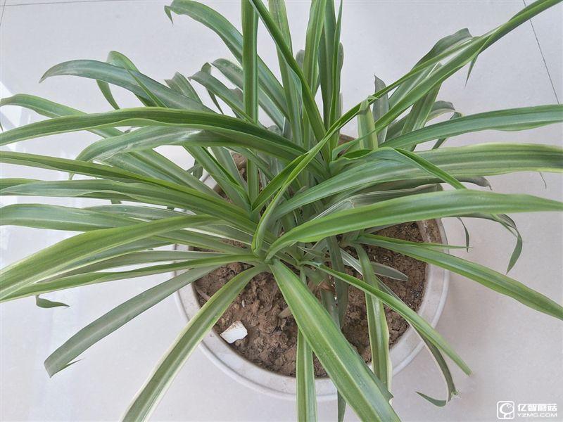 2199元真誠中國特供!三星Galaxy C5深度評測