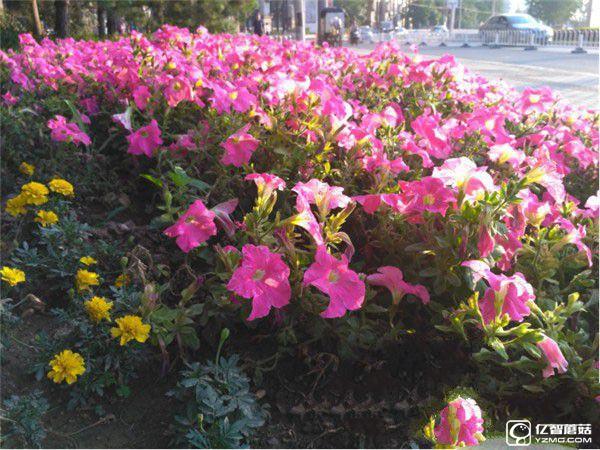 紅米手機3S/紅米Note 3/紅米手機3標準版/高配版對比