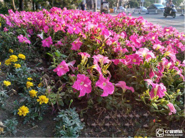 紅米手機3S/紅米Note 3/紅米手機3標準版/高配版對比