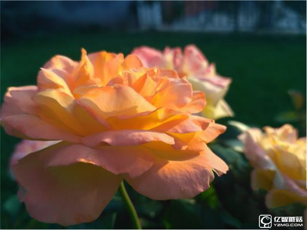 699元紅米3S深度評測:驍龍430、MIUI 8是亮點