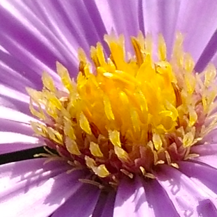 尖phone對決:榮耀5A PK 紅米Note 3(暫不發布)