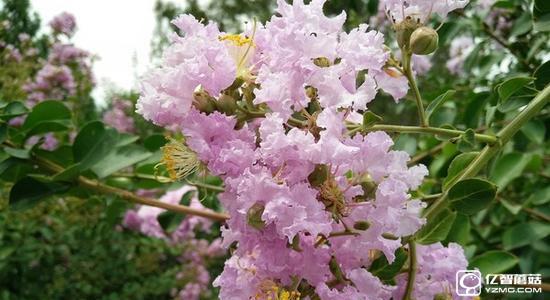 vivo X7與三星C5哪個(gè)好 三星C5和vivo X7區(qū)別對(duì)比