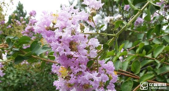 vivo X7與三星C5哪個(gè)好 三星C5和vivo X7區(qū)別對(duì)比