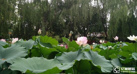 vivo X7與三星C5哪個(gè)好 三星C5和vivo X7區(qū)別對(duì)比