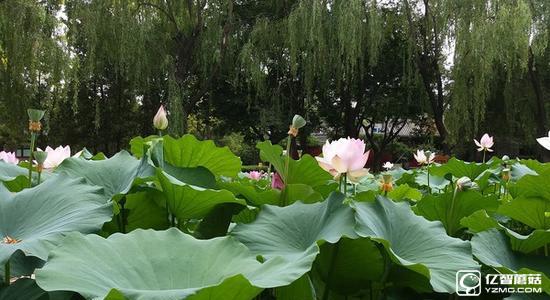 vivo X7與三星C5哪個(gè)好 三星C5和vivo X7區(qū)別對(duì)比