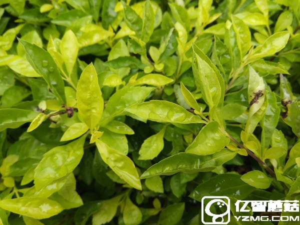 360手機N4S拍照怎么樣?360N4S拍照評測