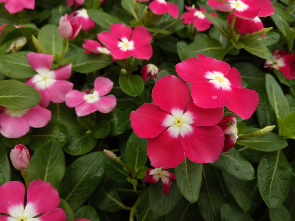 360手機(jī)N4S拍照怎么樣 樣張?bào)w驗(yàn)