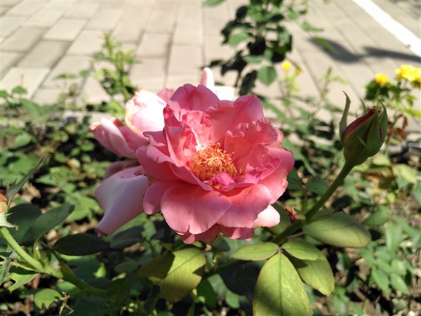 華為麥芒5值得買嗎 華為麥芒5深度評(píng)測