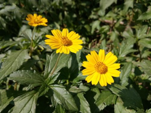 金立M6拍攝功能體驗(yàn)