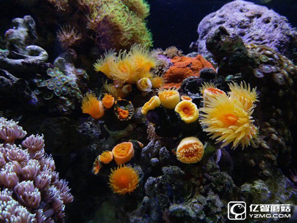 體驗最重要 兩千元檔買這五款手機