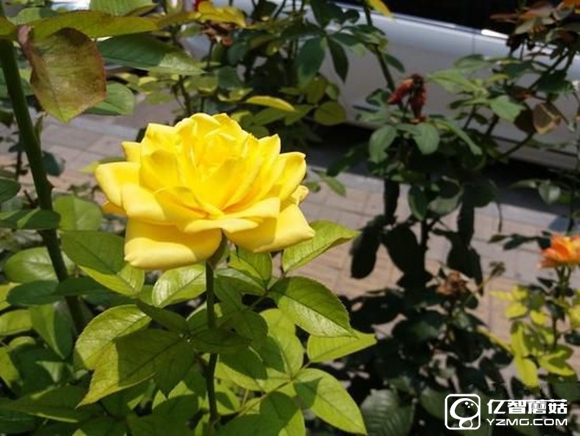 三星 C7質量怎么樣？三星Galaxy C7值得買嗎？ 