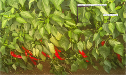 人工智能促進(jìn)農(nóng)業(yè)發(fā)展   種菜都要精確到每一片葉子