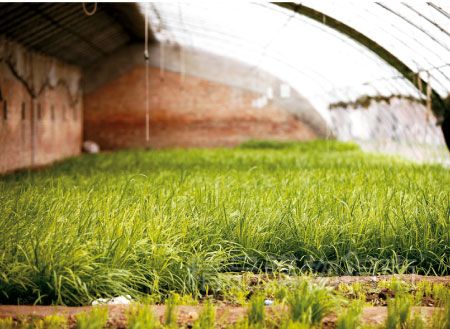 人工智能促進農業發展   種菜都要精確到每一片葉子