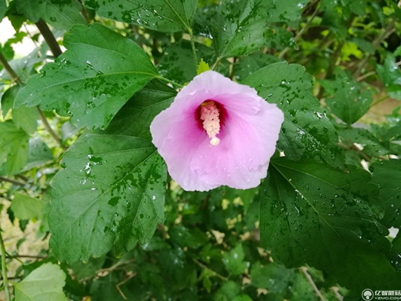 榮耀note8好不好？榮耀note8上手使用后深度評測