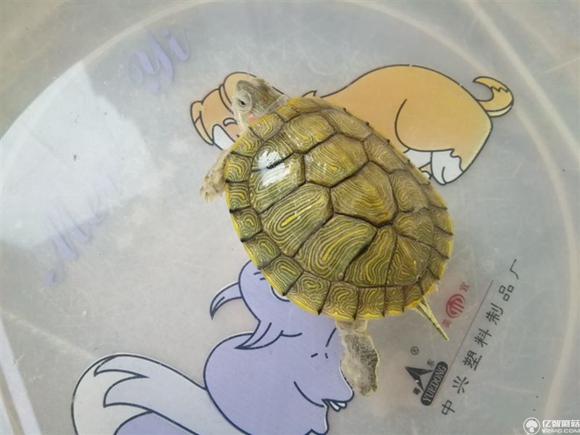 榮耀note8好不好？榮耀note8上手使用后深度評測