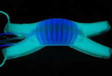 哈佛大學研制出軟體機器人 形似章魚成本極低