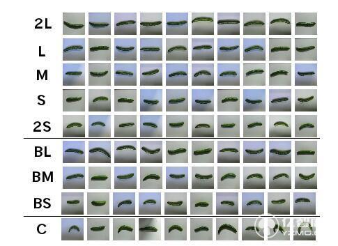 都說谷歌的人工智能高大上 那就先說說如何幫農民分揀黃瓜