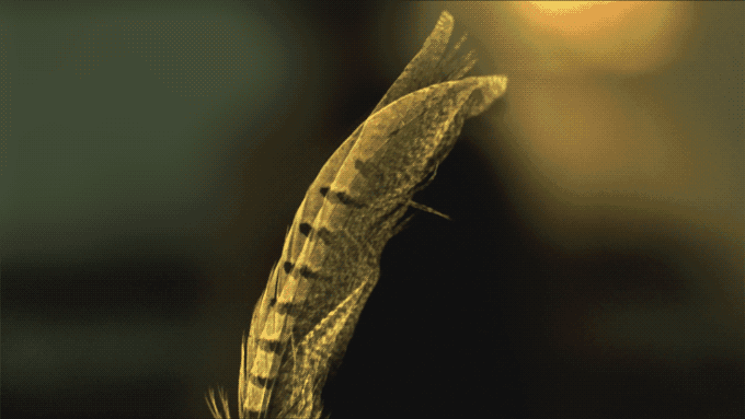 一個神奇的相框 讓時間都慢了下來