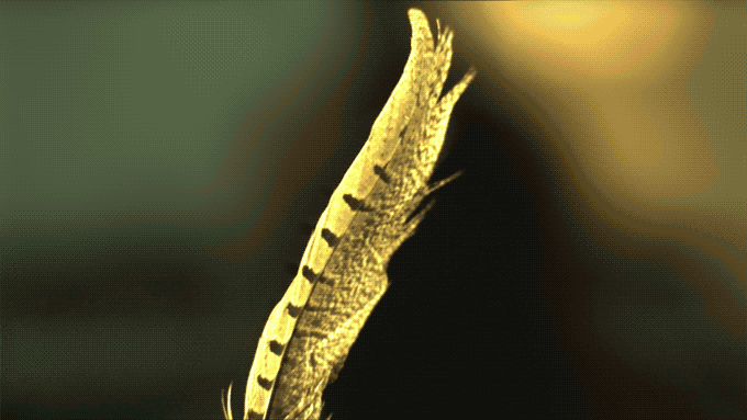 一個神奇的相框 讓時間都慢了下來