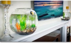 GravityFlow2自動(dòng)換水魚(yú)缸：養(yǎng)魚(yú)不用換水