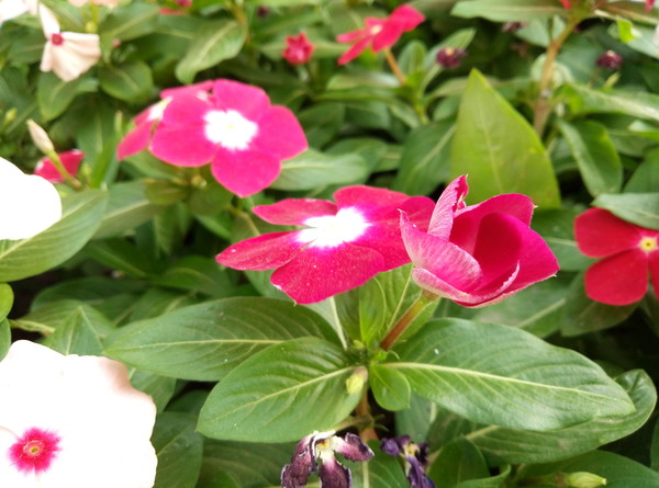 魅藍(lán)Max拍照怎么樣 樣張?bào)w驗(yàn)評(píng)測(cè)