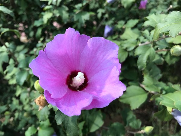 iPhone7/7 Plus評(píng)測(cè):依然是目前體驗(yàn)最好的手機(jī)