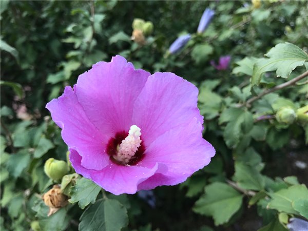 iPhone7/7 Plus評(píng)測(cè):依然是目前體驗(yàn)最好的手機(jī)