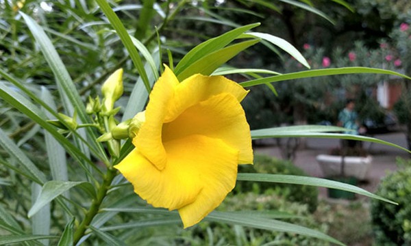 Moto Z好看嗎 Moto Z外觀評(píng)測