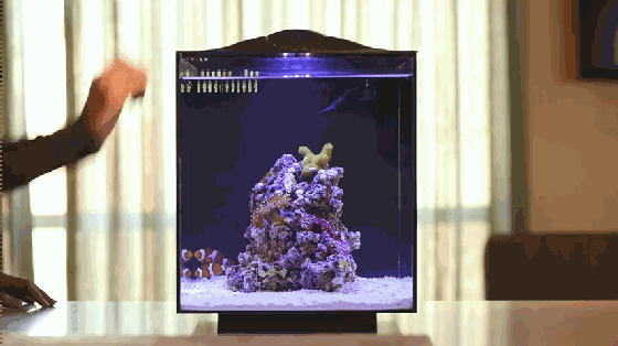 想要魚兒更健康地成長？ 看看這款智能水族箱