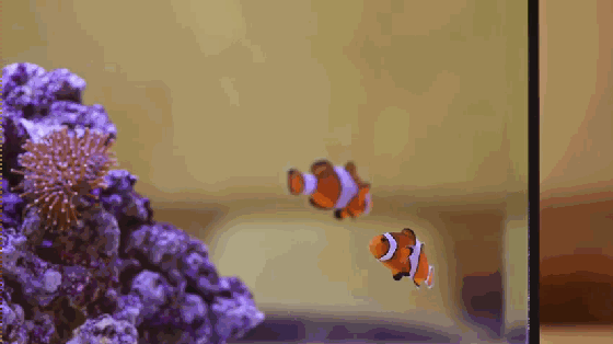 想要魚兒更健康地成長？ 看看這款智能水族箱