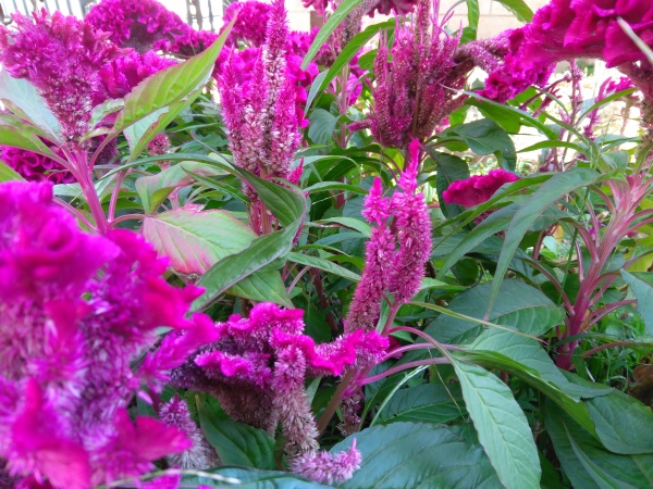 ZUK Z2和紅米Pro拍照哪個好?樣張區(qū)別對比