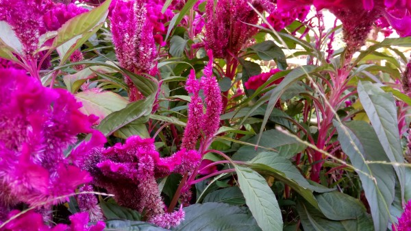 ZUK Z2和紅米Pro拍照哪個好?樣張區(qū)別對比