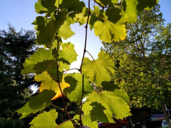 ZUK Z2和紅米Pro拍照哪個好?樣張區(qū)別對比