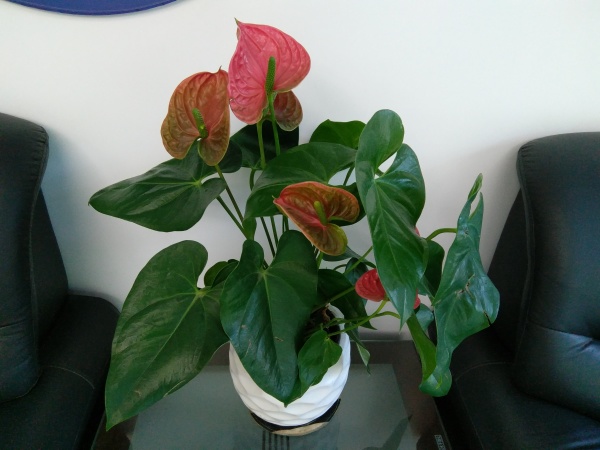 ZUK Z2和紅米Pro拍照哪個好?樣張區(qū)別對比