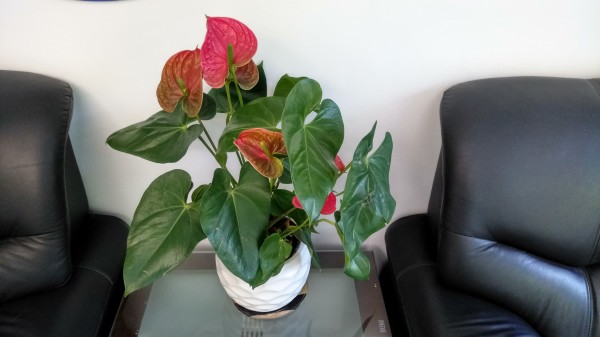 ZUK Z2和紅米Pro拍照哪個好?樣張區(qū)別對比