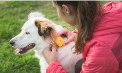 FindSter寵物追蹤器：快給你的狗狗配個GPS吧