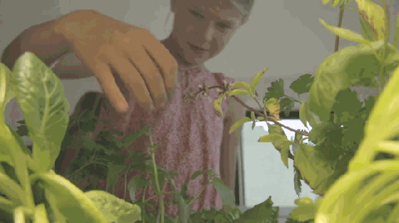 別羨慕人家別墅有菜園 這個農(nóng)場能放到你家里!