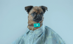 愛(ài)寵無(wú)人看護(hù)？別擔(dān)心Tracy Tracker人工智能已經(jīng)來(lái)了