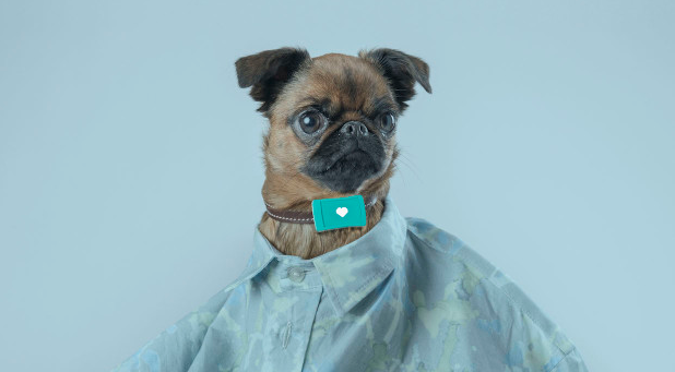 愛寵無人看護(hù)?別擔(dān)心人工智能已經(jīng)來了