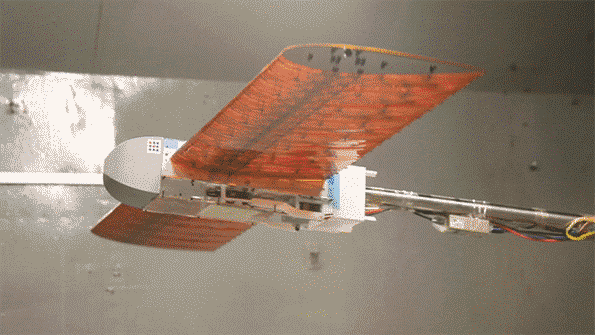 MIT研發新型飛機機翼 不像飛機像個鳥