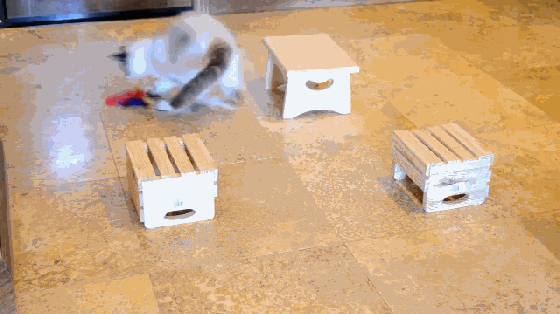 大膽鏟屎官 還不快給喵大人奉上這個(gè)智能逗貓器