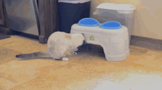 大膽鏟屎官 還不快給喵大人奉上這個(gè)智能逗貓器